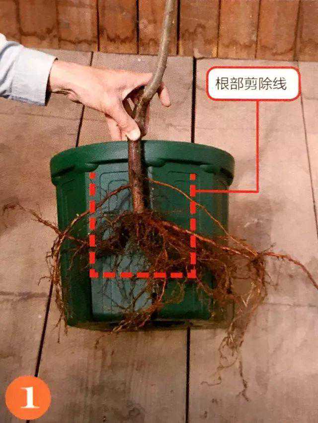 9张图就能看懂树苗移植方法全过程